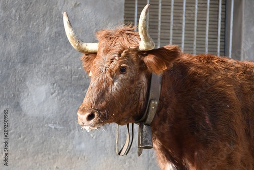 scottish highland cow