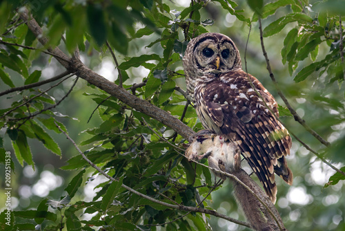  Barred owl with squirrel 