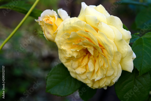 Beautiful large yellow rose in the garden. A large rosebud. Tea rose.