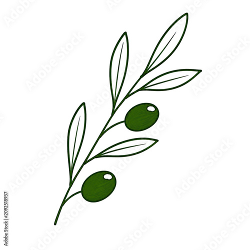 Olive Branch with Green Olives Botanical Mediterranean Illustration for Nature Designs