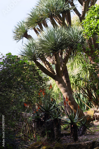 Foto Dragon tree growing in a Mediterranean botanical garden with aloe and subtropical vegetation