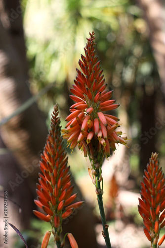 Obraz na płótnie Orange aloe flower spikes blooming in a Mediterranean botanical garden
