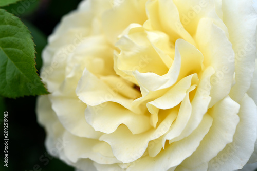Beautiful large yellow rose in the garden. A large rosebud. Tea rose.