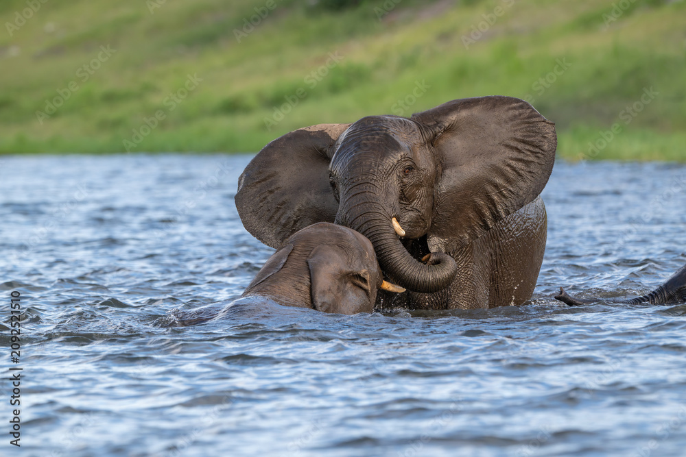 Naklejka premium Two African elephants playing in the Chobe River in Chobe National Park