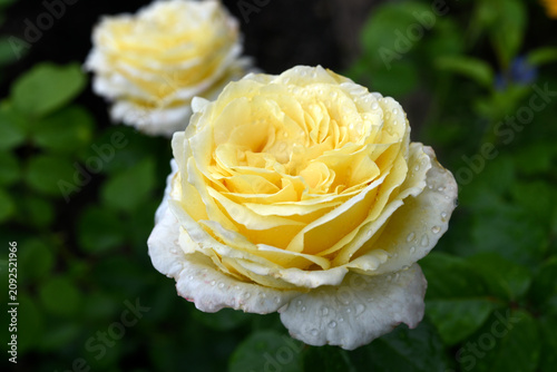 Beautiful large yellow rose in the garden. A large rosebud. Tea rose.