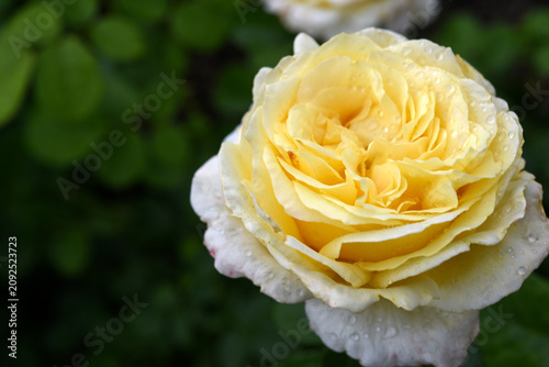 Beautiful large yellow rose in the garden. A large rosebud. Tea rose.