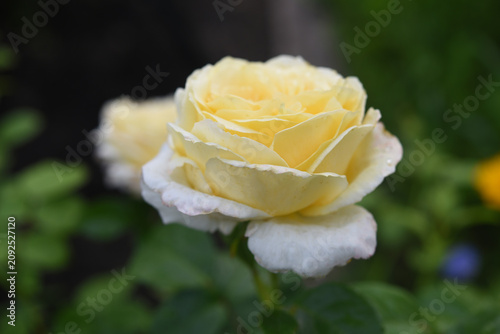 Beautiful large yellow rose in the garden. A large rosebud. Tea rose.