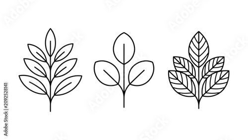 Tableau sur toile Three different types of leaves with stems and veins on white background