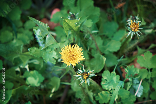 Canvas Print Dandelion flower close-up on a background of green leaves