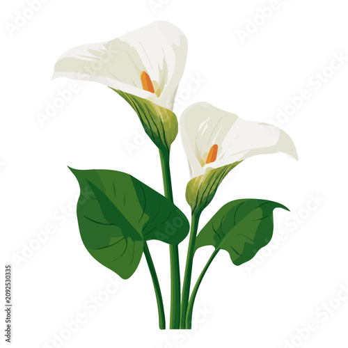 Foto Flat 2D illustration of Arum Lily Flower, clean vector illustration style, isolated on a white background