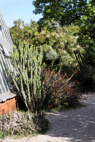 Foto Large Euphorbia candelabrum growing beside a garden path in Portugal