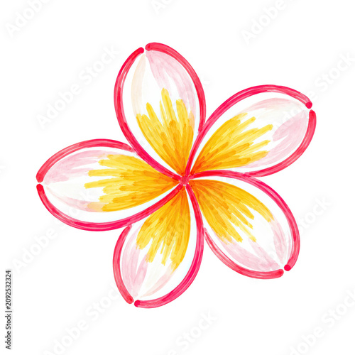 Pink Plumeria Tropical Flower Botanical Illustration for Hawaiian Summer Beach Designs