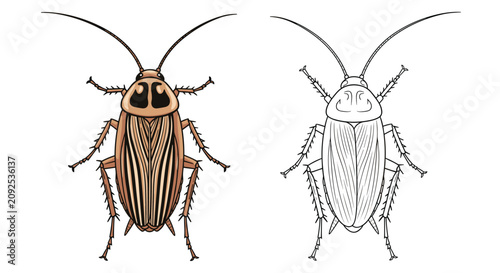 Detailed cartoon illustration of german cockroach with a black and white outline version side by side.