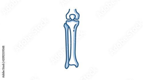 Obraz na płótnie Human Humerus Radius Ulna Bone Diagram Illustration.