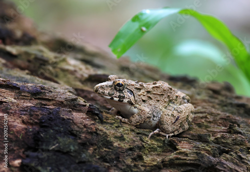 Photos frog on a tree.