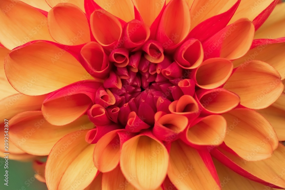 Obraz premium Close-up photograph of a yellow dahlia budbicolor with a red reverse; Dahlia Pinnata variety American Sunset