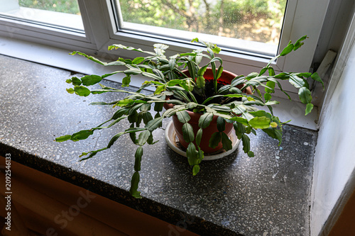 Bild auf Leinwand Schlumbergera (Christmas cactus) in terracotta pot sprawls over speckled windowsill
