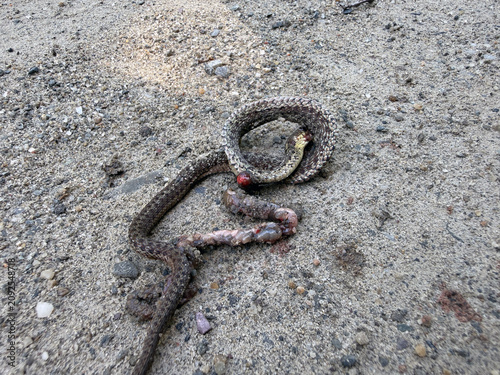 Obraz na płótnie une couleuvre rayée morte sur la rue, Québec, Canada