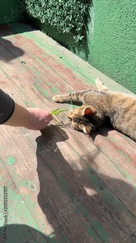 Friendly Turkish street cat relaxes on wooden bench while enjoying gentle petting under bright sunshine. Everyday urban life, animal welfare, travel, local culture, companionship, peaceful moment