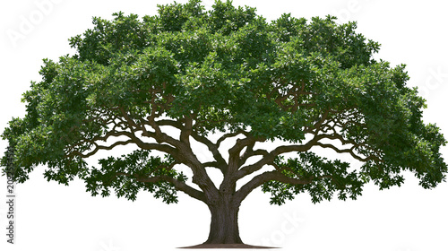 Konstfotografi Large green oak tree with thick branches and dense foliage, isolated on transpar