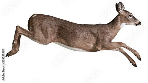 Obraz na plátně Graceful brown deer leaping mid-air, isolated on transparent background
