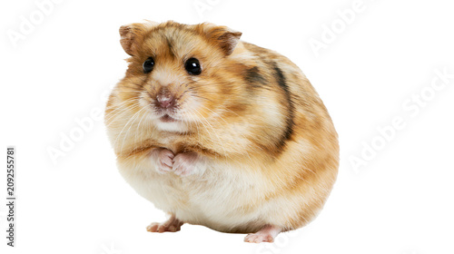Картината върху платно Fluffy Syrian hamster with brown and white fur, isolated on transparent backgrou