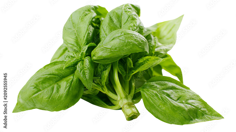 Fototapeta premium Fresh green basil herb bunch, isolated on transparent background