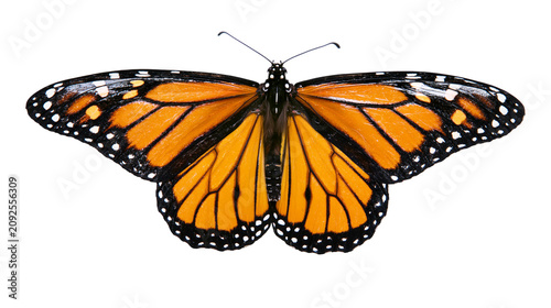Photos Monarch butterfly with orange black and white wings, isolated on transparent bac