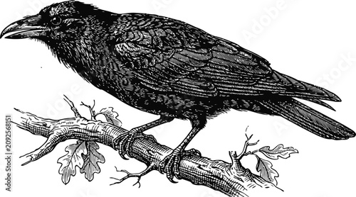 Bild auf Leinwand Detailed raven perched on a gnarled oak branch during a bright day with a concep