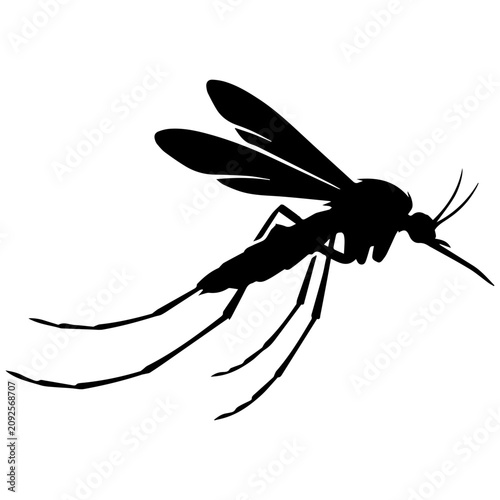 Mosquito in flight silhouette isolated on white background for medical and scientific illustration