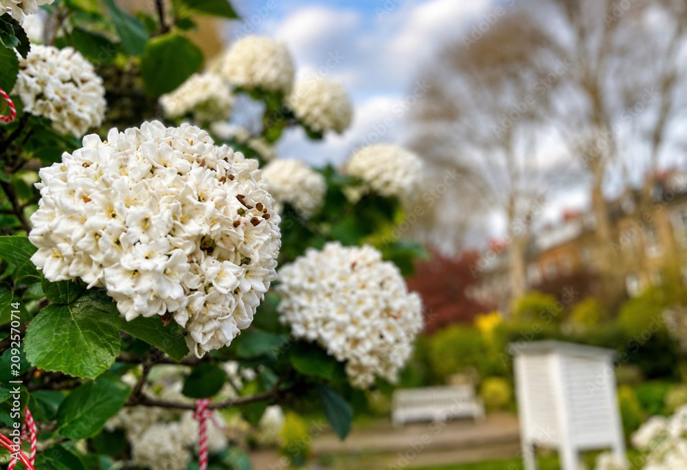 Obraz premium ScreenshotWhite Hydrangea Flowers in Bloom with Park Bench and Spring Garden Background 