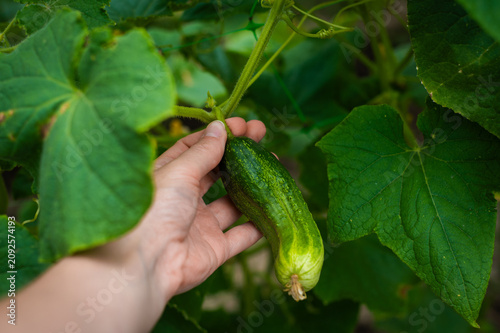 Hand holding fresh cucumber on the vine. Close-up of a ripe green cucumber growing in a garden. Homegrown vegetables and healthy summer food.