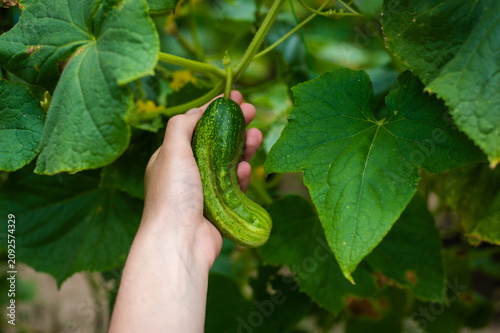 Ripe cucumber on a leafy garden plant. Hand holding a fresh green cucumber ready for picking. Home vegetable gardening and seasonal produce concept.