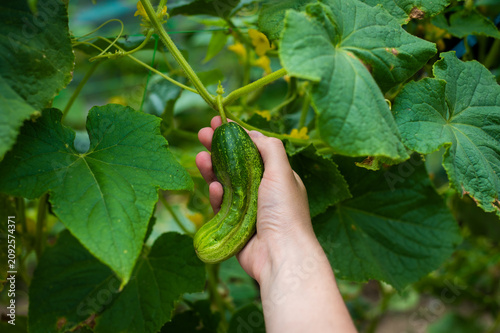 Fresh cucumber harvest in summer garden. Hand collecting a ripe cucumber from a vegetable plant. Organic food growing and homegrown harvest.