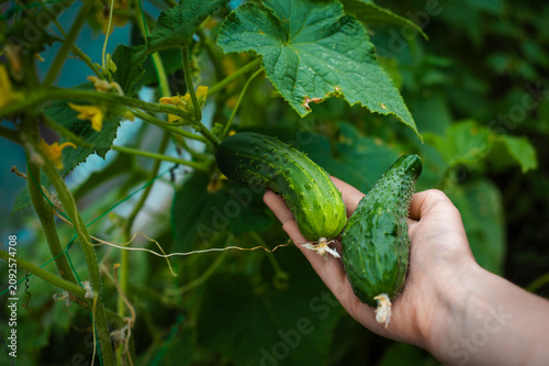 Hand holding a ripe green cucumber among lush leaves. Hand holding fresh green cucumbers on a leafy vine. Homegrown produce, organic gardening and summer harvest.
