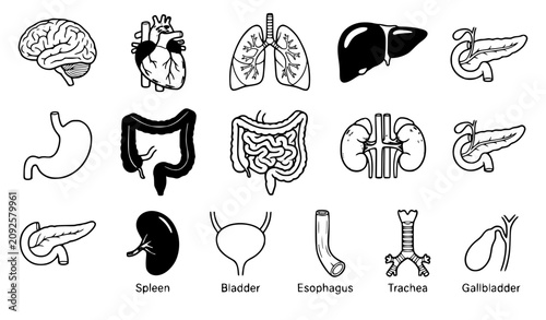 Bild auf Leinwand Human Internal Organs Detailed Medical Anatomy Icon Set Vector