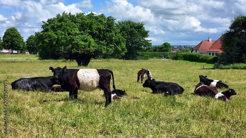Belted Galloway cattle rest and graze on a green meadow beside Dybbøl Mill in Sonderborg beneath a blue summer sky with clouds.