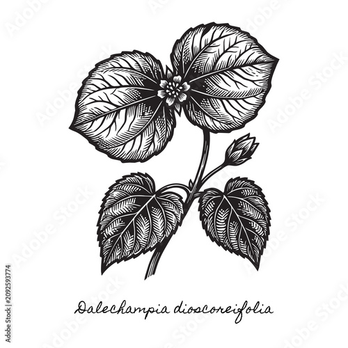 фотографія hand-carved dalechampia dioscoreifolia woodcut, stylized wing-shaped floral engr