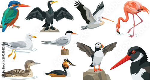 Water Bird Collection Vector Set with Colorful Coastal and Wetland Wildlife Illustrations