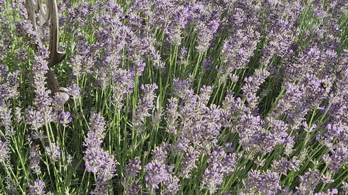 Vibrant purple lavender bush blooming in a lush green summer garden. Lavender flowers with bumblebees