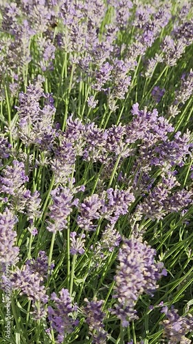 Vibrant purple lavender bush blooming in a lush green summer garden. Lavender flowers with bumblebees