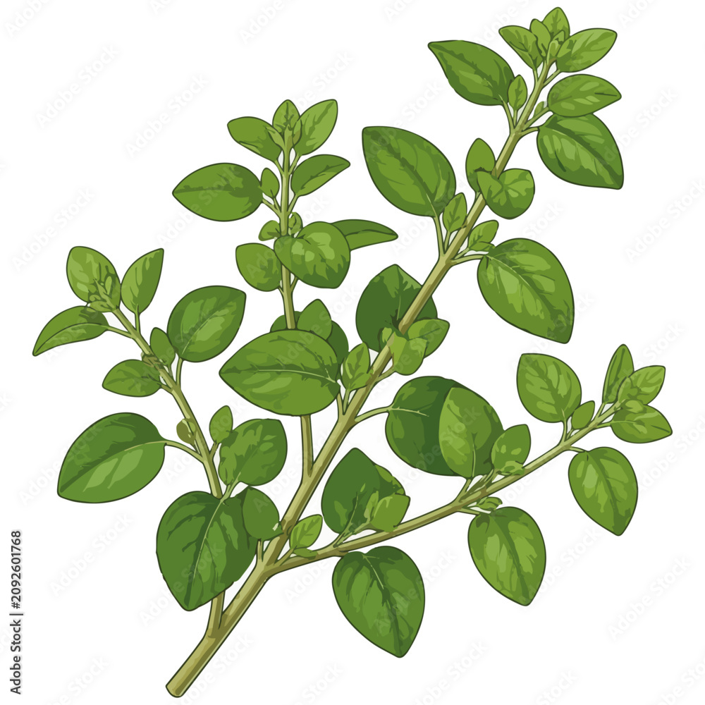 Fototapeta premium Fresh Oregano Sprig Vector Illustration