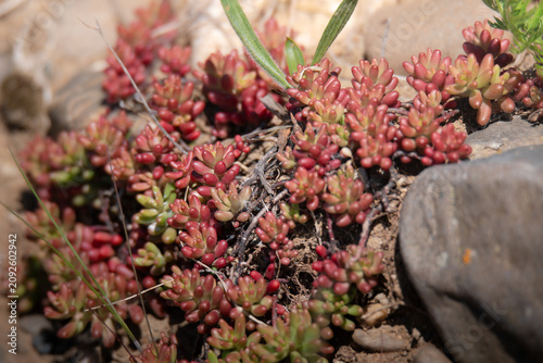 Foto Red stonecrop (Sedum album) growing among rocks in sunlight