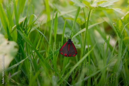 Billede på lærred Cinnabar moth resting among green grass in natural habitat