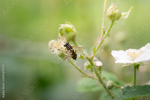 Konstfotografi Hoverfly feeding on blooming blackberry flower