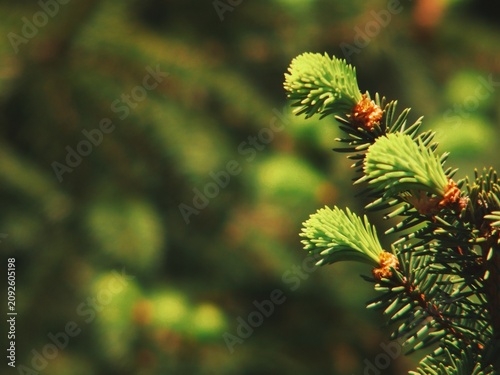 Fotografie Detailed macro shot of picea abies evergreen branch with new vegetative growth