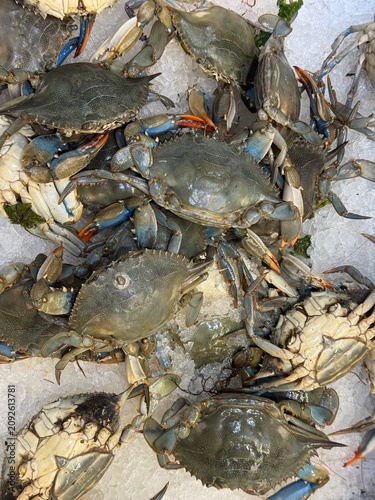 фотографія Atlantic blue crabs, in a cooler, how to prepare a dish with fresh crabs, a rest