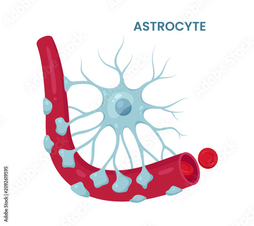 Vector illustration of an fibrous astrocyte brain cell, depicting its supportive role around blood vessels. Neuroglia
