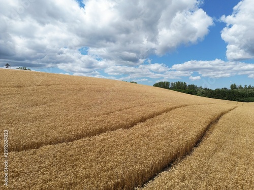 Photos A magnificent view of a wheat field in the countryside - Magnifique vue d'un cha