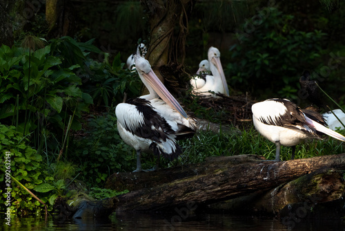 A pelican is basking by the edge of the pond.